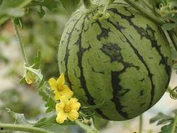 这几年吃的娱乐瓜,盘点近年热门娱乐瓜